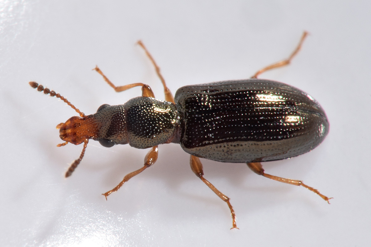 Salpingidae: Salpingus planirostris?  Sì !